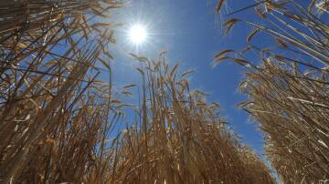 While Russia is still forecasted to produce a massive 93 million tonne wheat crop, analysts recently dropped estimates by one million tonnes with improved weather conditions necessary to maintain the current expectation. File picture.