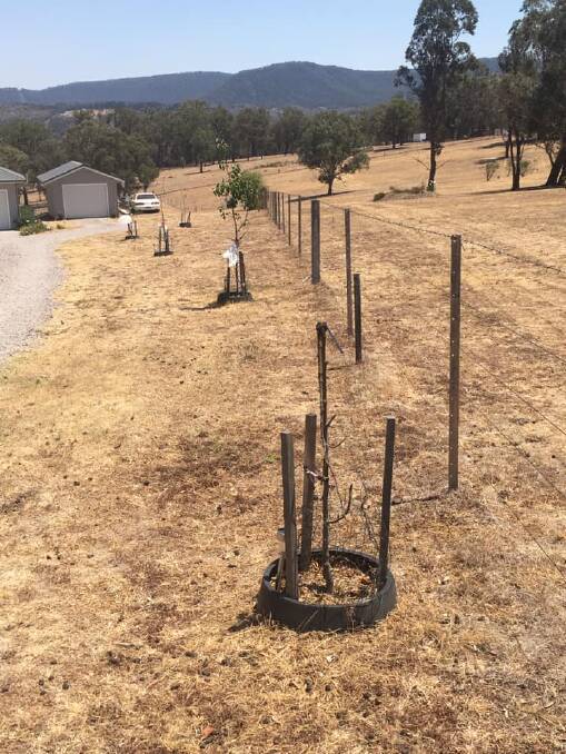 DRY TIMES: Kangaroos have eaten all the leaves off all my fruit trees and snapped all my driveway trees in half to get to the higher leaves. Photo: KAREN EDWARDS